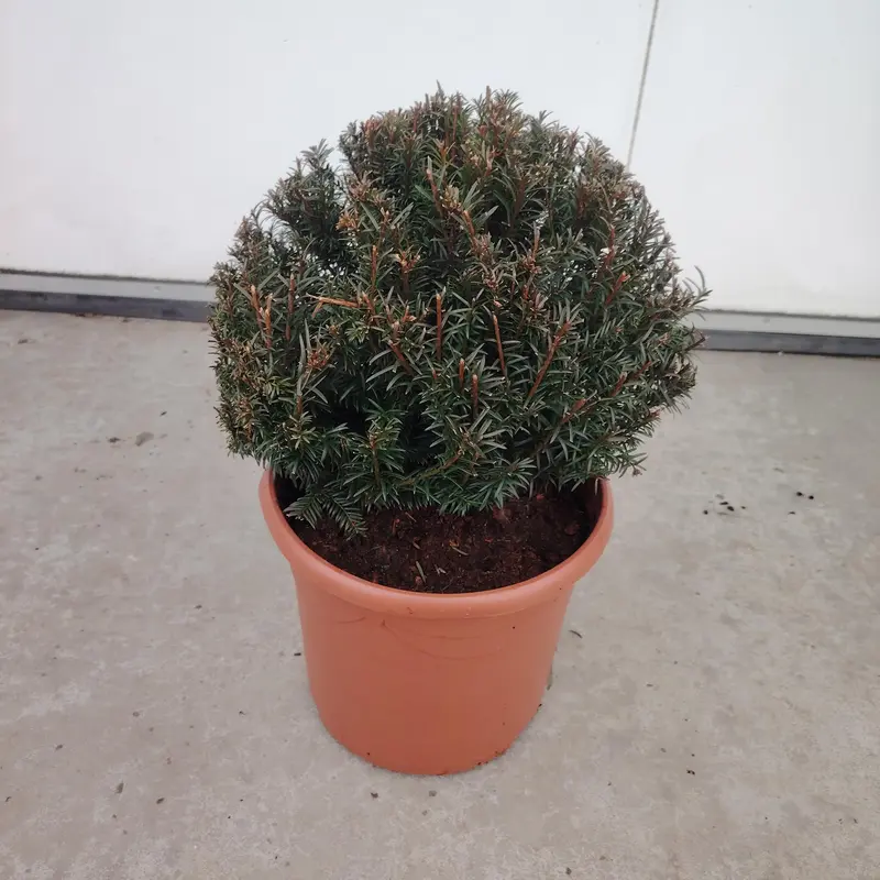 Taxus Baccata Ball