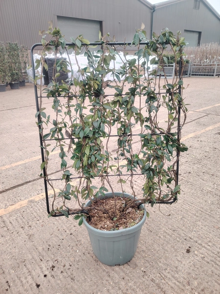 Trachelospurmum Frame 150x100cm