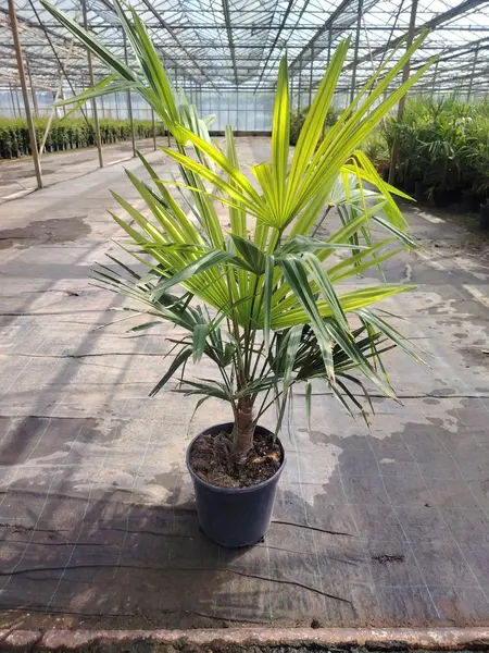 Trachycarpus fortunei