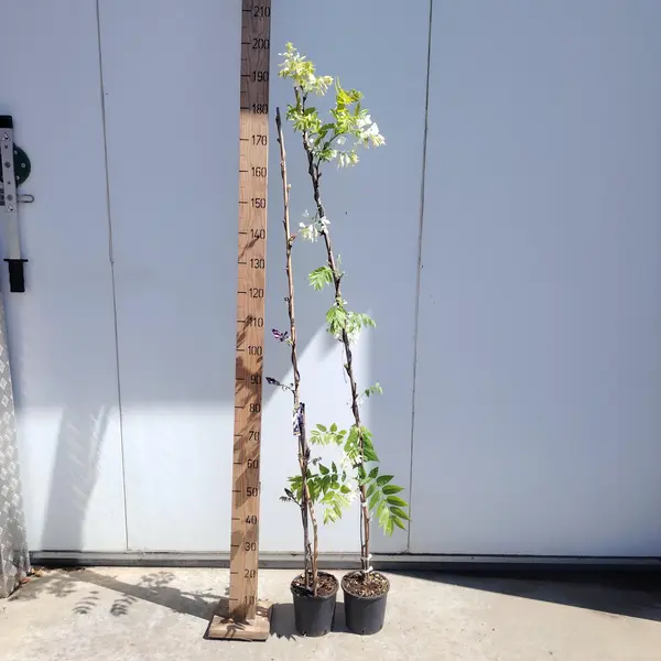 Wisteria Mix Canes